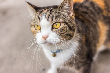 smart look yellow-eyed cat lying