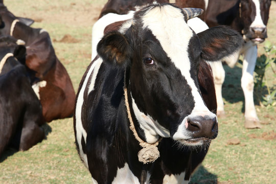 A cows inside a green field at a farm, Thailand