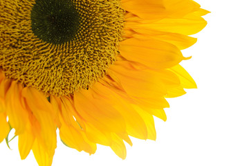 Sunflower. Isolated on White Background
