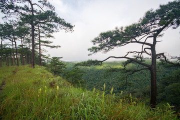 Pine forest in monsoon season with fog in green tone of tree lea