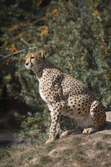 Cheetah, Acinonyx jubatus, watching nearby