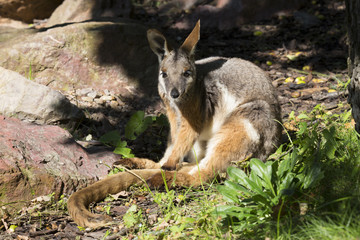 Australian rare Yellow-footed Rock-wallaby, Petrogale xanthopus xanthopus