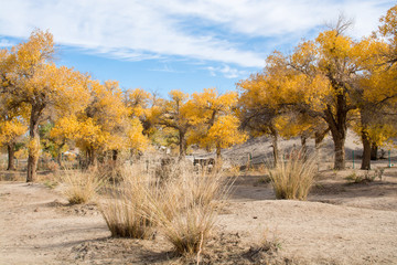 Poplar trees with yellow leaves in autumn season,  Ejina, Inner