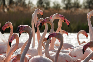 Heads, necks and beaks of flamingos