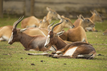 in the foreground Blesbok, Damaliscus dorcas phillipsi