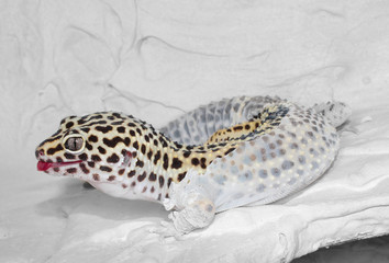 Leopardgecko H&auml;utung (Zunge ausgestreckt)
