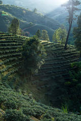 Tea farm on the hills in the evening in Chiang Rai Province, Tha