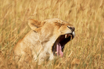 lioness yawns