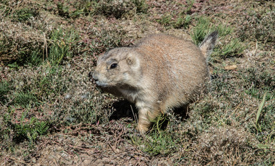 Prairie dog in eastern Wyoming