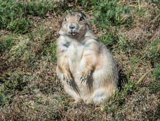 Prairie dog in eastern Wyoming