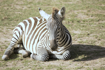 Fototapeta na wymiar plains zebra, Equus quagga