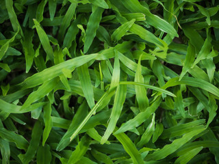 Pattern Of grass