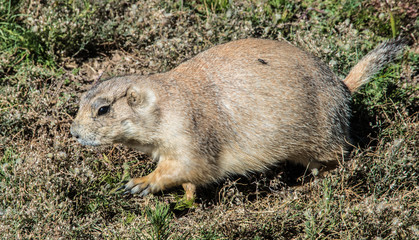Prairie dog in eastern Wyoming