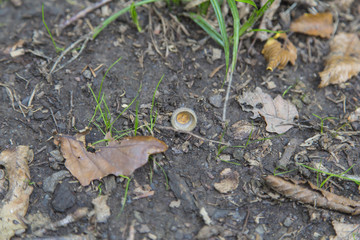 Haselnussschale im Wald