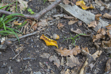 Haselnuss im Wald