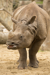 Obraz premium Portrait Indian rhinoceros, Rhinoceros unicornis