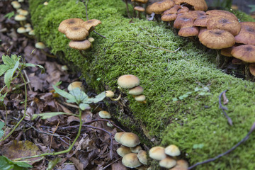 Pilze im Wald