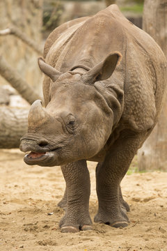 Portrait Indian rhinoceros, Rhinoceros unicornis