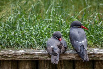 Schlafendes Vogelpaar