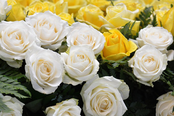 White roses Close up