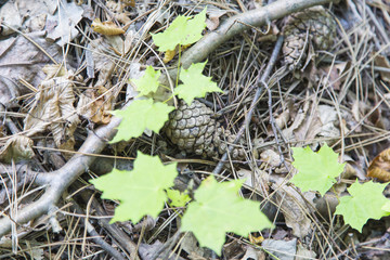 Tannenzapfen im Wald