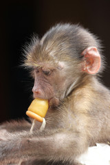 cute baby monkey with a dummy - 92232121