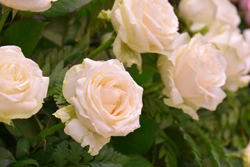 Obraz premium White roses Close up
