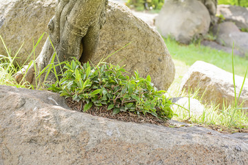 Trees on the rocks
