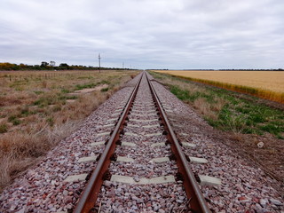 Fototapeta premium Rieles en el medio del campo de siembra de trigo