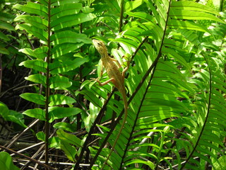 Leguan am Baum vor grünen Blättern kletternd in Krabi in Thailand