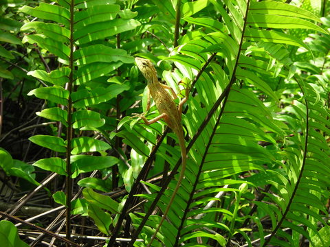 Leguan am Baum vor gr&uuml;nen Bl&auml;ttern kletternd in Krabi in Thailand