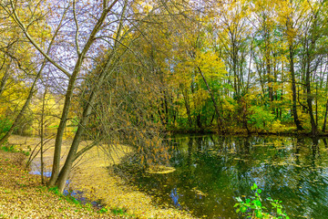 Autumn Nature with Multicolored Trees by the River with Fallen Yellow Leaves