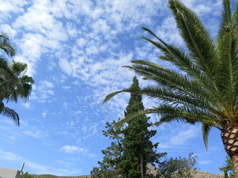 Palmen am Blauen Himmel