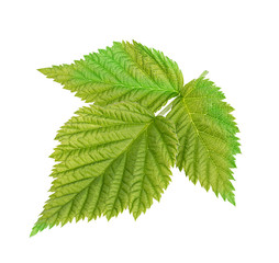 Raspberry leaf isolated on white background.