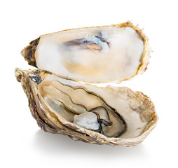 Oyster isolated on a white background