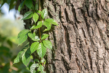 Green Virginia Creeper Leaves