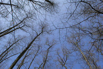 Ku niebu © KrólestwoNauki