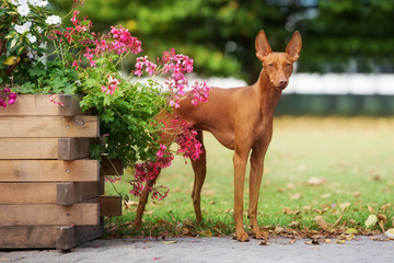 beautiful cirneco dell etna dog outdoors - obrazy, fototapety, plakaty
