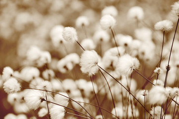 Blooming cotton grass. Toning in sepia. - obrazy, fototapety, plakaty