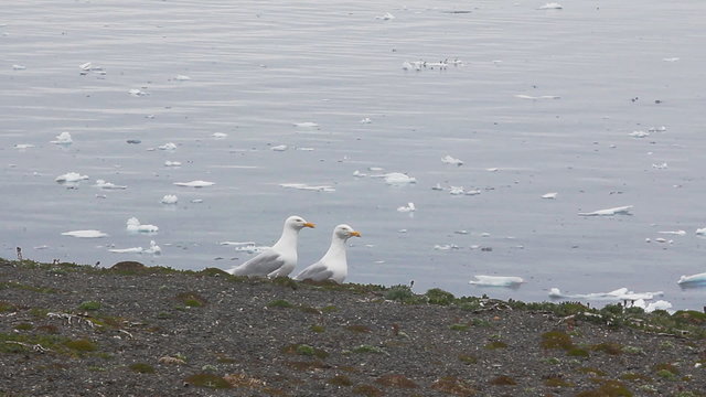 Pair of icy glaucos gulls amid drifting ice. Novaya Zemlya archipelago.