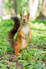 squirrel