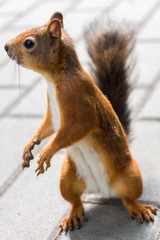 squirrel
