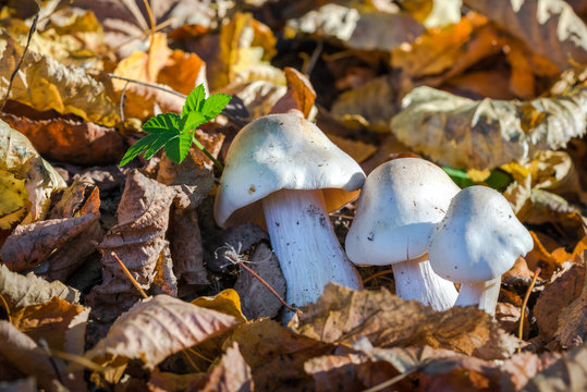 White Toxic mushrooms, Poisonous mushroom or mushroom toxicity growing in grass field