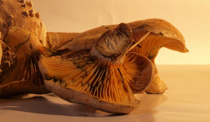 set of mushrooms
