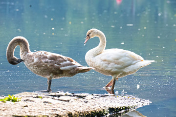 Schwäne an der Ruhr