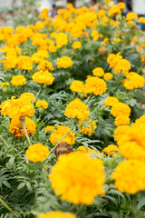 Marigolds (Tagetes erecta, Mexican marigold, Aztec marigold, African marigold)