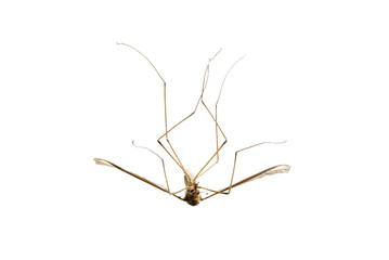 Dead mosquito on white