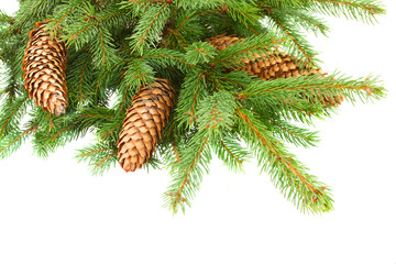 Pine Branch With Cones