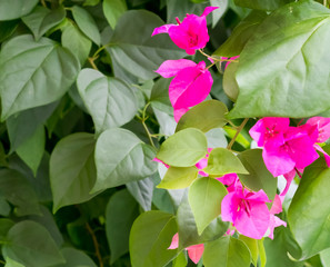 pink bougainvillea flower and leave