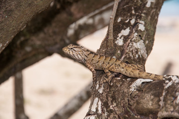 Leguan am Ast liegend in Krabi in Thailand
